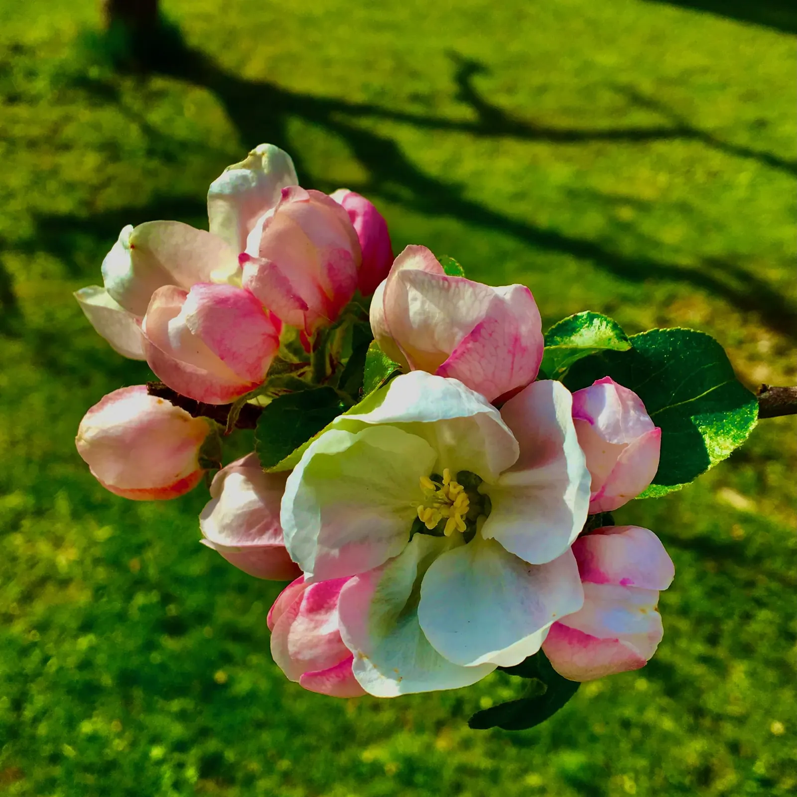 A Happy Apple glass sculpture