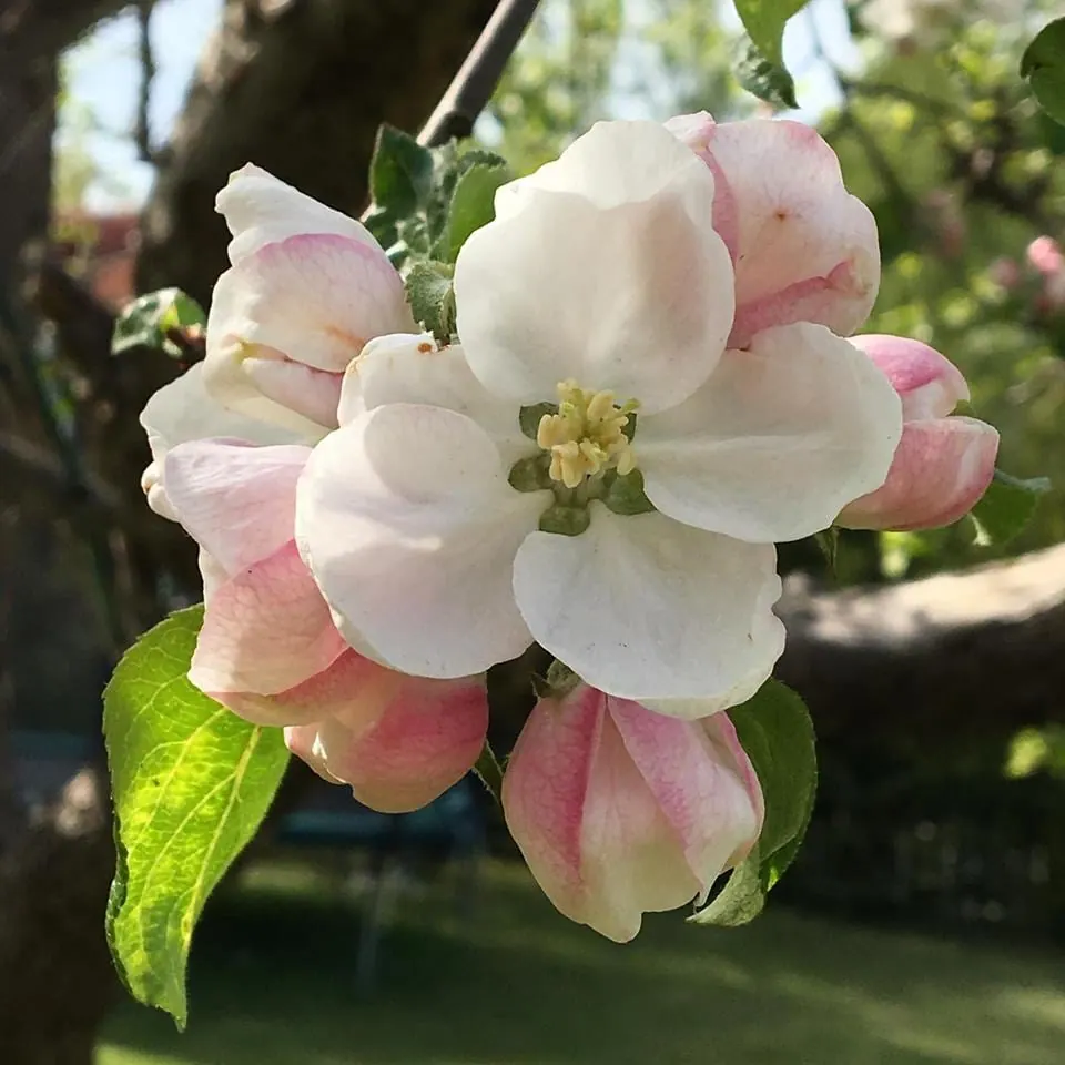 A Happy Apple glass sculpture